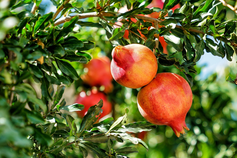 pomegranate tree